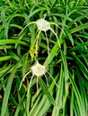 Crinum asiaticum Royalty Free Stock Photo