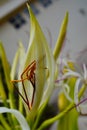 Crinum asiaticum flower and bud in a garden Royalty Free Stock Photo