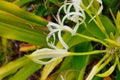 Crinum asiaticum flower and bud in a garden Royalty Free Stock Photo