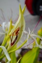 Crinum asiaticum flower and bud in a garden Royalty Free Stock Photo