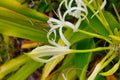 Crinum asiaticum flower and bud in a garden Royalty Free Stock Photo