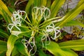 Crinum asiaticum flower and bud in a garden Royalty Free Stock Photo