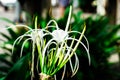 Crinum asiaticum flower in the garden Royalty Free Stock Photo