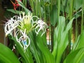 Crinum asiaticum flower in the garden Royalty Free Stock Photo