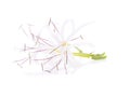 Crinum asiaticum flower isolated on white background Royalty Free Stock Photo