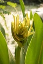 Crinum asiaticum flower Royalty Free Stock Photo
