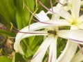 Crinum asiaticum lily flower close up