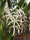 Crinum asiaticum or Poison bulb or Giant crinum lily or Grand crinum lily or Spider lily flowers. Royalty Free Stock Photo