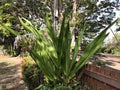 Crinum asiaticum or Poison bulb or Giant crinum lily or Grand crinum lily or Spider lily flowers. Royalty Free Stock Photo