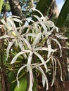 Crinum asiaticum or Poison bulb or Giant crinum lily or Grand crinum lily or Spider lily flowers. Royalty Free Stock Photo