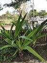 Crinum asiaticum or Poison bulb or Giant crinum lily or Grand crinum lily or Spider lily flowers. Royalty Free Stock Photo