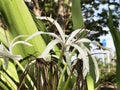 Crinum asiaticum or Poison bulb or Giant crinum lily or Grand crinum lily or Spider lily flowers. Royalty Free Stock Photo