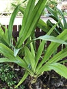 Crinum asiaticum or Poison bulb or Giant crinum lily or Grand crinum lily or Spider lily flowers. Royalty Free Stock Photo