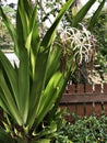 Crinum asiaticum or Poison bulb or Giant crinum lily or Grand crinum lily or Spider lily flowers. Royalty Free Stock Photo