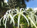 Crinum asiaticum white lilies