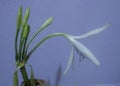 Crinum asiaticum, Brighter star crinum lily ,grand lily