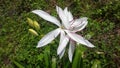 Crinum asiaticum, Brighter star crinum lily ,grand lily