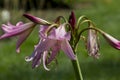 Crinum in the garden