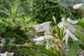 Crinum Jagus Native From Tropical Africa Royalty Free Stock Photo