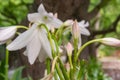 Crinum Jagus Native From Tropical Africa Royalty Free Stock Photo