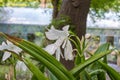 Crinum Jagus Native From Tropical Africa Royalty Free Stock Photo