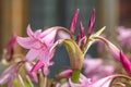 Crinum moorei flowers