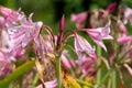 Crinum moorei flowers