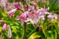 Crinum moorei flowers Royalty Free Stock Photo
