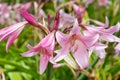 Crinum moorei flowers Royalty Free Stock Photo