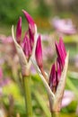 Crinum moorei flowers