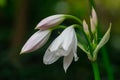 Crinum moorei flowers close view