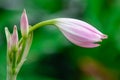 Crinum moorei flowers close view