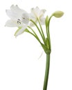 Crinum moorei flowers, Natal Lily, White Lily isolated on white background