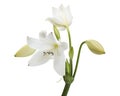 Crinum moorei flowers, Natal Lily, White Lily isolated on white background