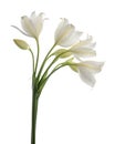 Crinum moorei flowers, Natal Lily, White Lily isolated on white background