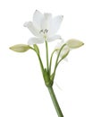 Crinum moorei flowers, Natal Lily, White Lily isolated on white background