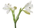 Crinum moorei flowers, Natal Lily, White Lily isolated on white background