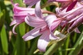 Crinum x Powellii