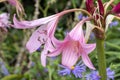 Crinum x powellii