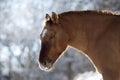 Criollo horse dun color in winter outside Royalty Free Stock Photo