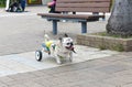 Cripple invalid handicapped dog on streets of Hong Kong. Love, help and care for pets concept