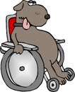 Crippled dog Royalty Free Stock Photo