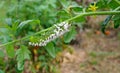 A Crippled Tomato / Tobacco Hornworm as host to parasitic braconid wasp eggs