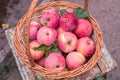 Basket of ripe apples