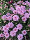 Crisantemo pink flowers Royalty Free Stock Photo