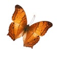 The Criser Vagrans erota butterfly Royalty Free Stock Photo