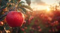 Crisp Autumn Harvest: Fresh Apples in the Orchard