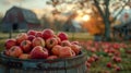 Crisp Autumn Harvest: Fresh Apples in the Orchard