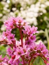 Crisp Beautiful Pink Flowers in the Garden With Red Stems and Leaves Blur Bokeh Background