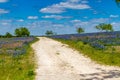 A Crisp Beautiful View of a Lonely Rural Texas Road in a Big Texas Field Blanketed with the Famous Texas Bluebonnets. Royalty Free Stock Photo